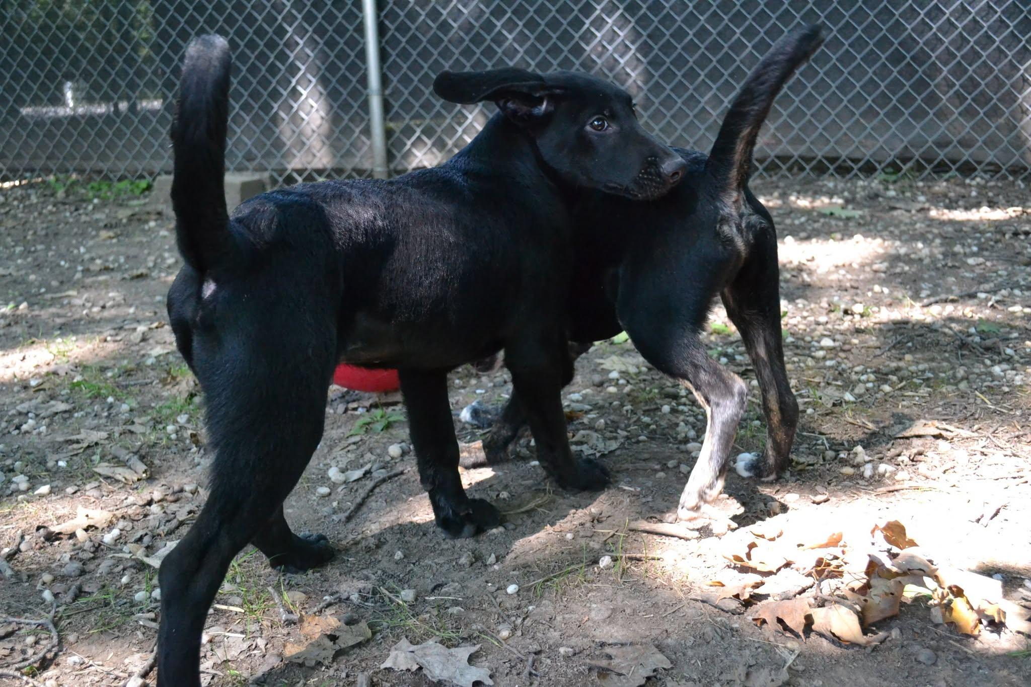 Smarty Pants, a Adoptable mixed breed in Chardon, OH image 6/6