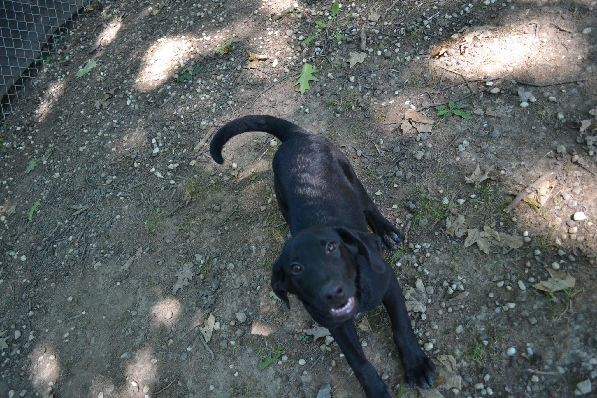 Smarty Pants, Adoptable, Puppy Male Mixed Breed.