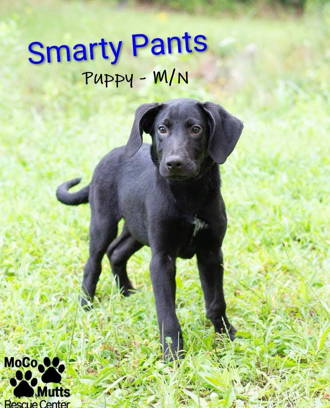 Smarty Pants, a Adoptable mixed breed in Chardon, OH image 2/6