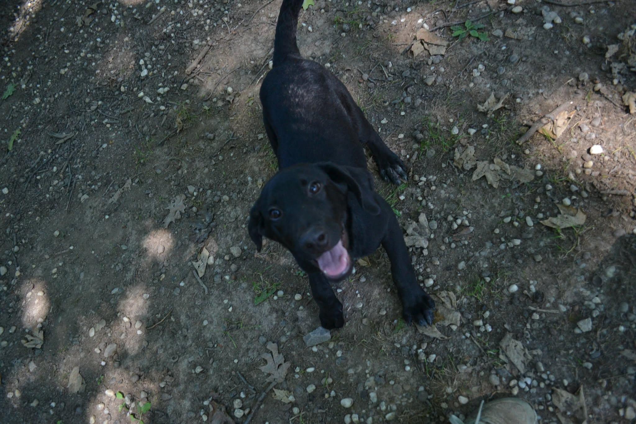 Smarty Pants, a Adoptable mixed breed in Chardon, OH image 4/6