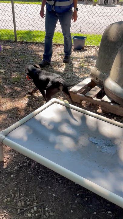 Enlarge Smarty Pants, a Adoptable mixed breed in Chardon, OH video 3/6
