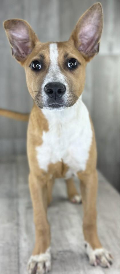 Enlarge Nutter Butter, a Adoptable mixed breed in Shreveport, LA image 1/3