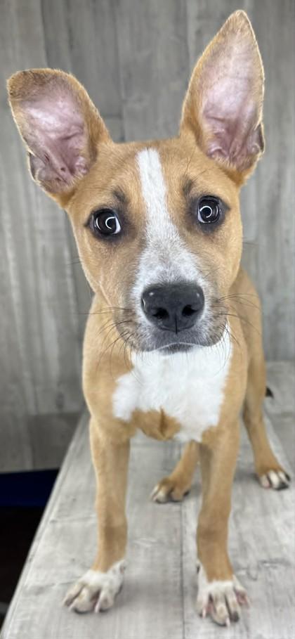 Enlarge Nutter Butter, a Adoptable mixed breed in Shreveport, LA image 2/3
