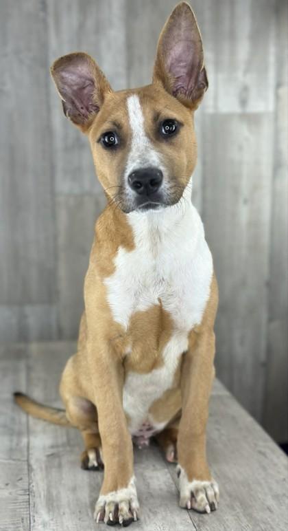 Enlarge Nutter Butter, a Adoptable mixed breed in Shreveport, LA image 3/3