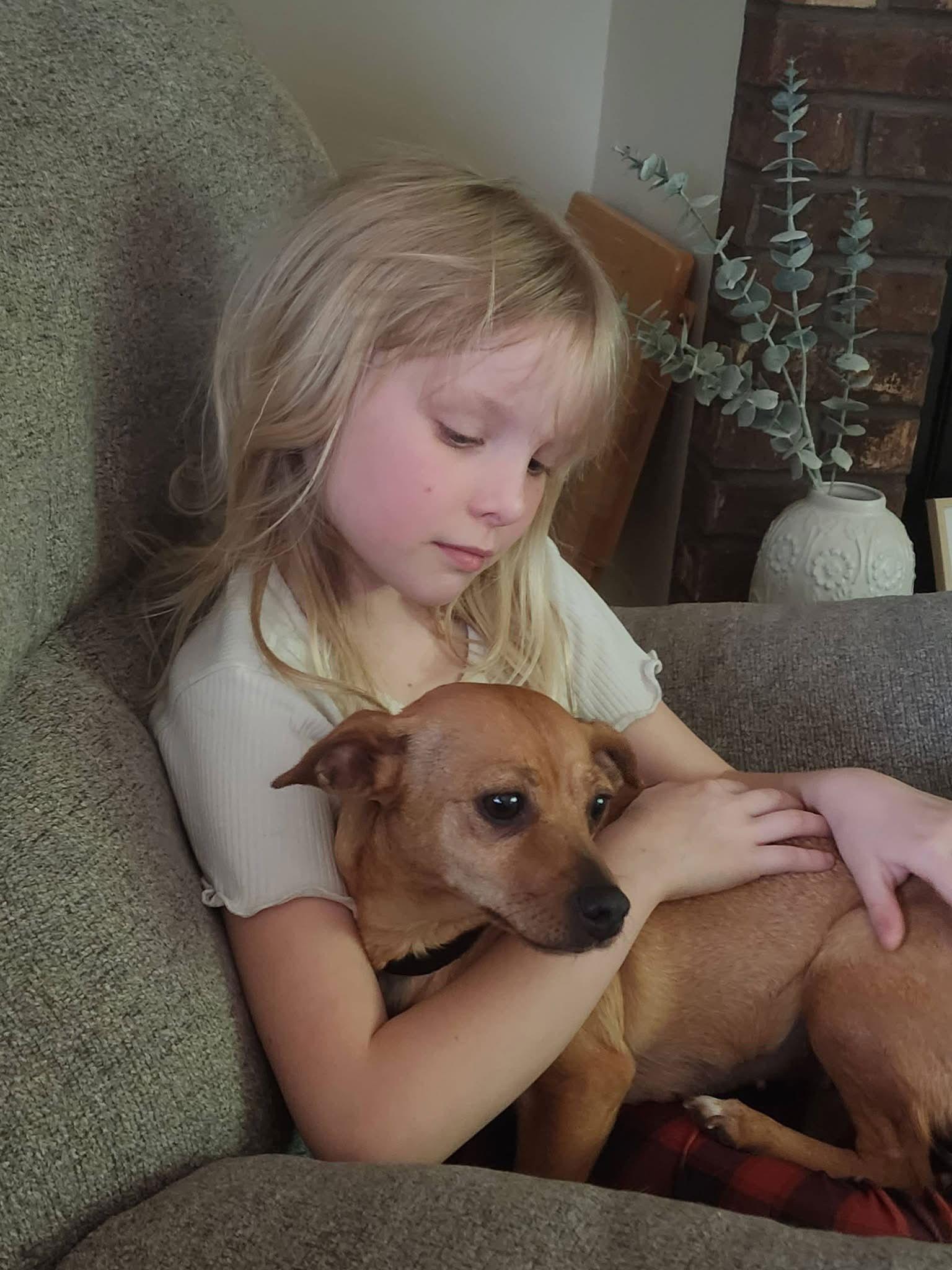 Enlarge Star, a Adopted Chihuahua in New London, WI image 1/3