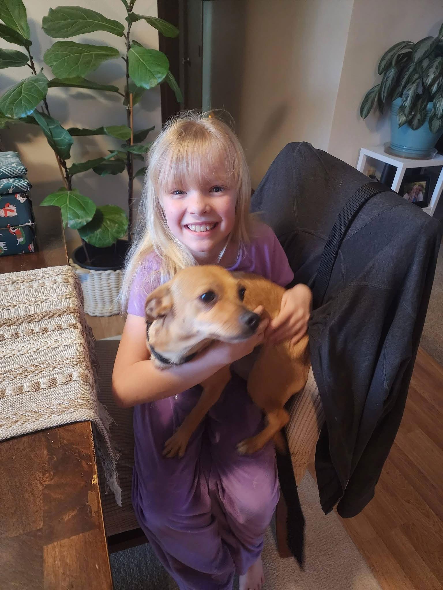 Enlarge Star, a Adopted Chihuahua in New London, WI image 2/3