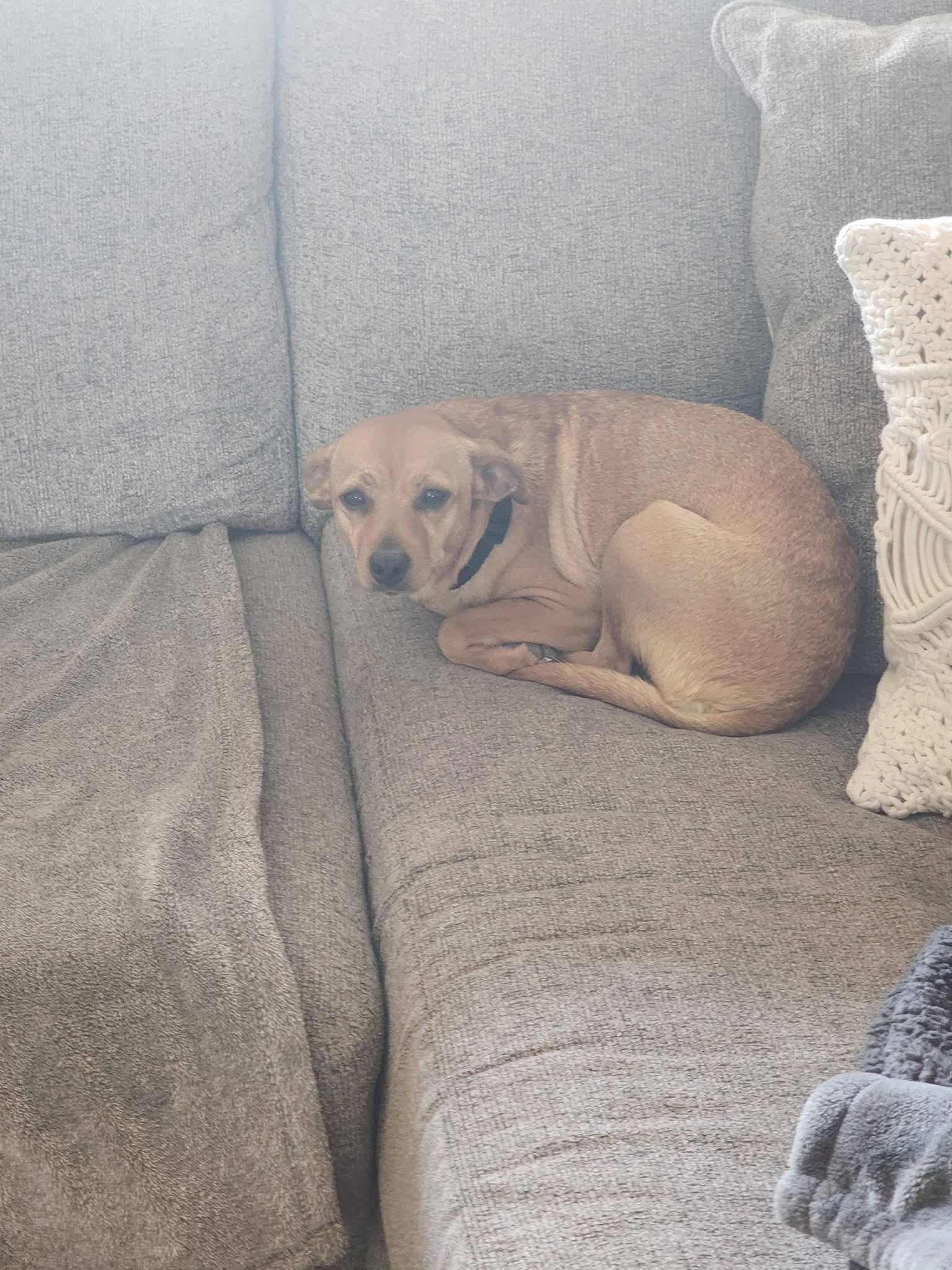 Enlarge Star, a Adopted Chihuahua in New London, WI image 3/3