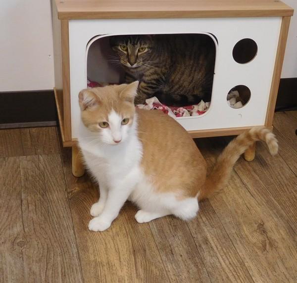 Gunner, Adoptable, Young Male Domestic Short Hair.