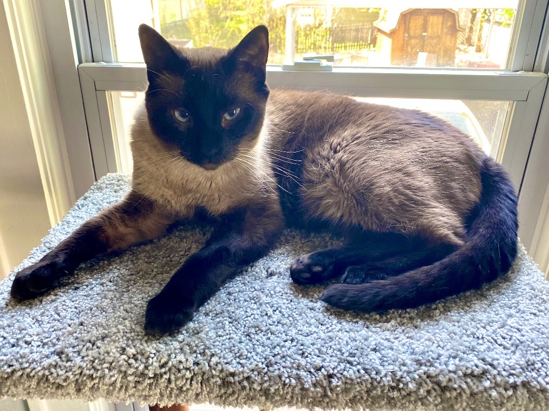 Latte, Adopted, Young Male Siamese.