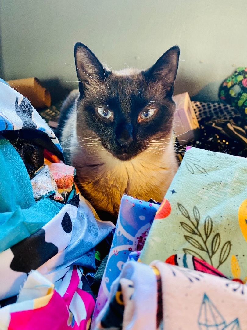 Enlarge Latte, a Adopted Siamese in Akron, OH image 2/5