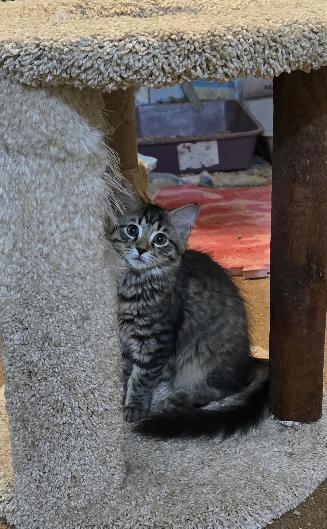 Enlarge Ginger & Amber, a Adoptable American Shorthair in Eastlake, OH image 2/6