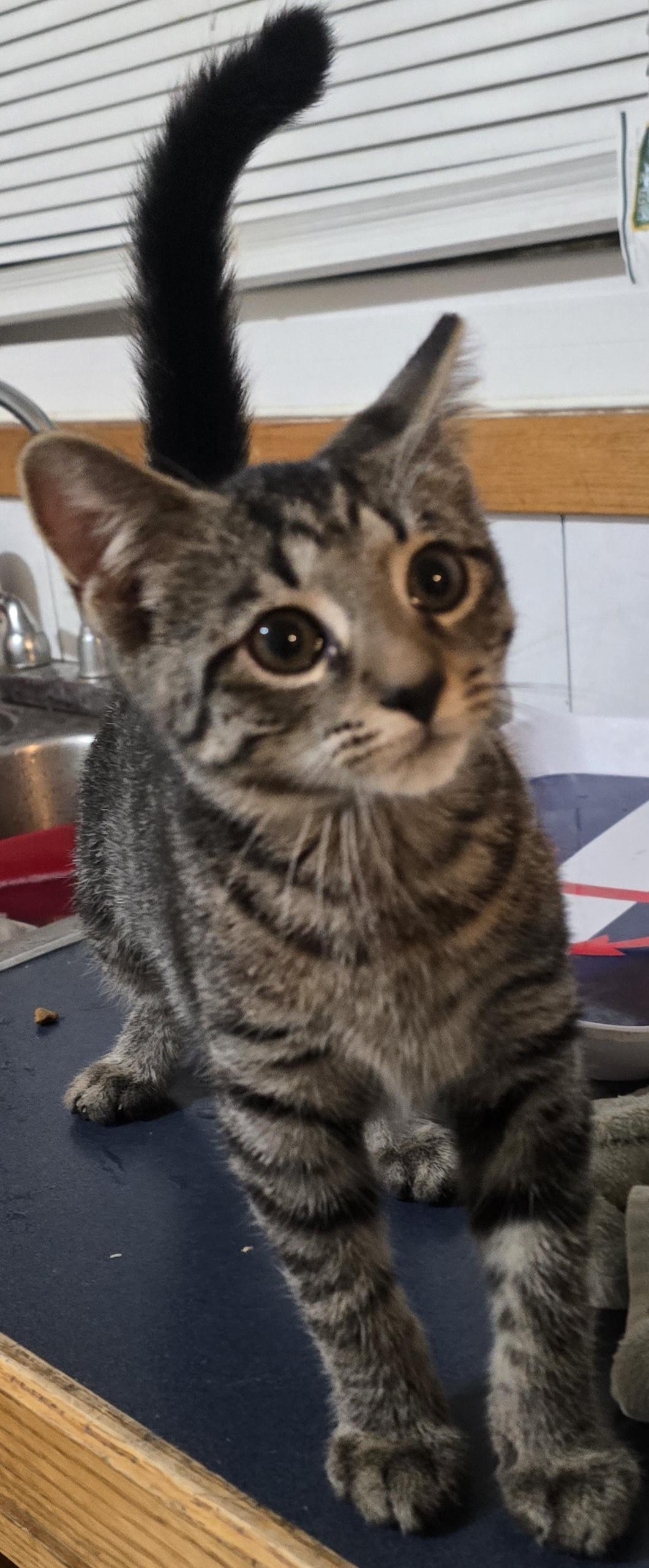 Enlarge Ginger & Amber, a Adoptable American Shorthair in Eastlake, OH image 5/6