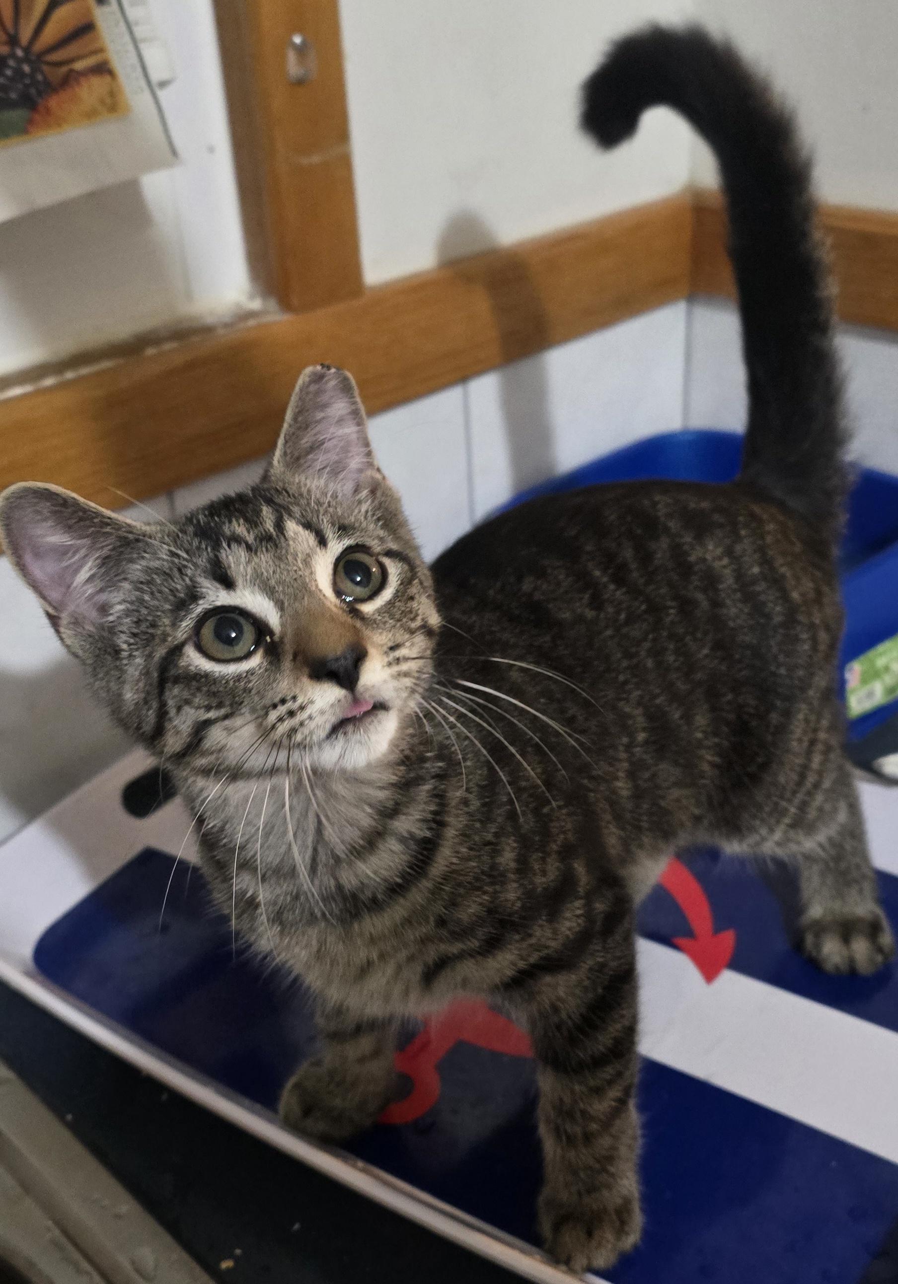 Enlarge Ginger & Amber, a Adoptable American Shorthair in Eastlake, OH image 4/6