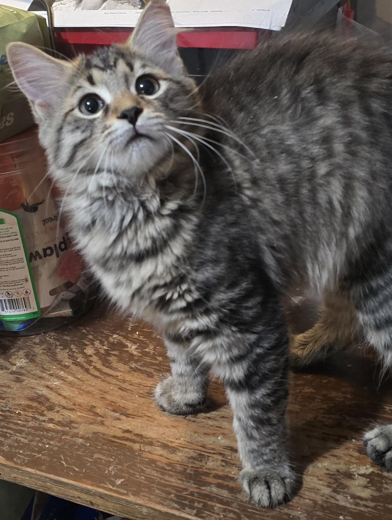 Ginger & Amber, Adoptable, Young Female American Shorthair.