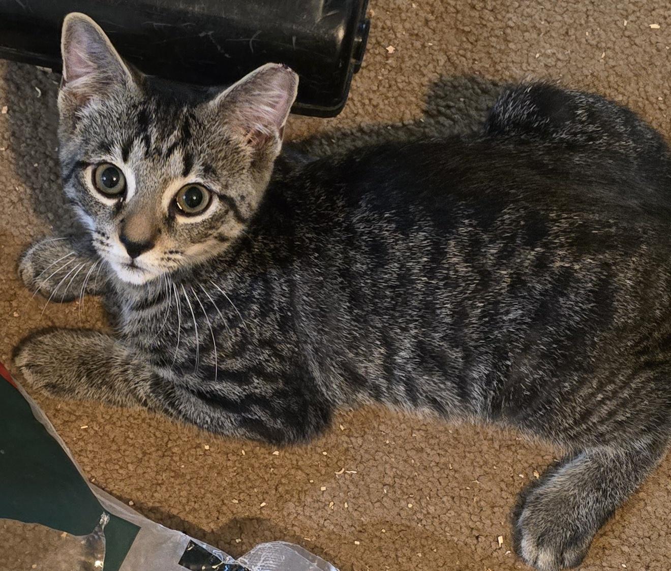 Enlarge Ginger & Amber, a Adoptable American Shorthair in Eastlake, OH image 6/6