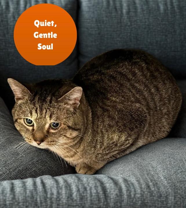 Mufasa, Adoptable, Adult Male Domestic Short Hair.