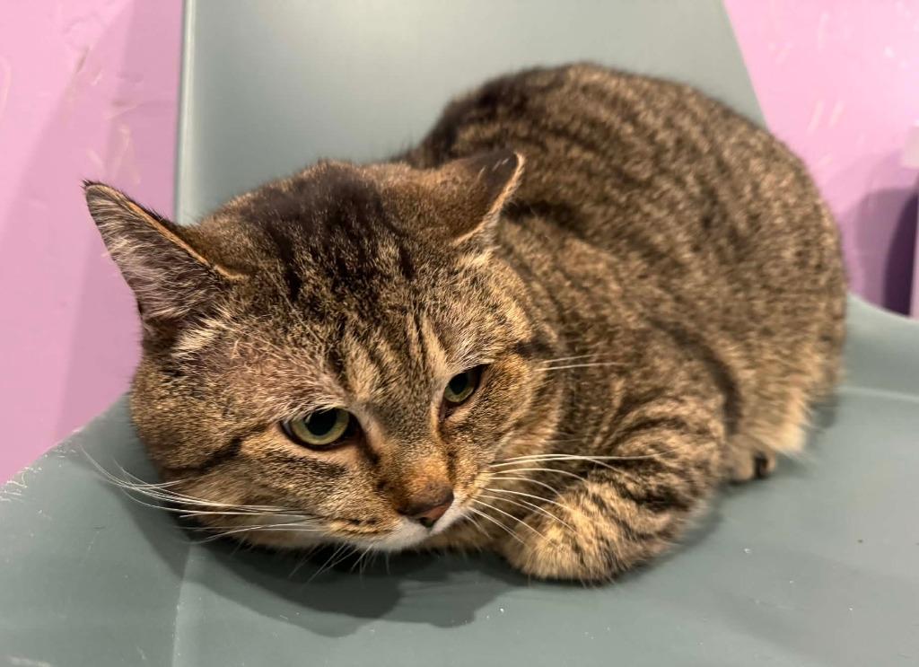 Mufasa, Adoptable, Adult Male Domestic Short Hair.