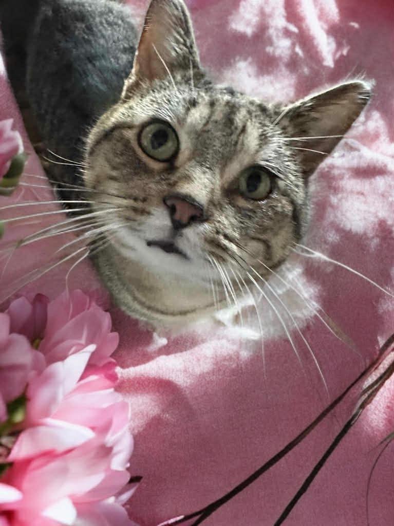 Enlarge Mufasa, a Adoptable mixed breed in Fond Du Lac, WI image 2/4