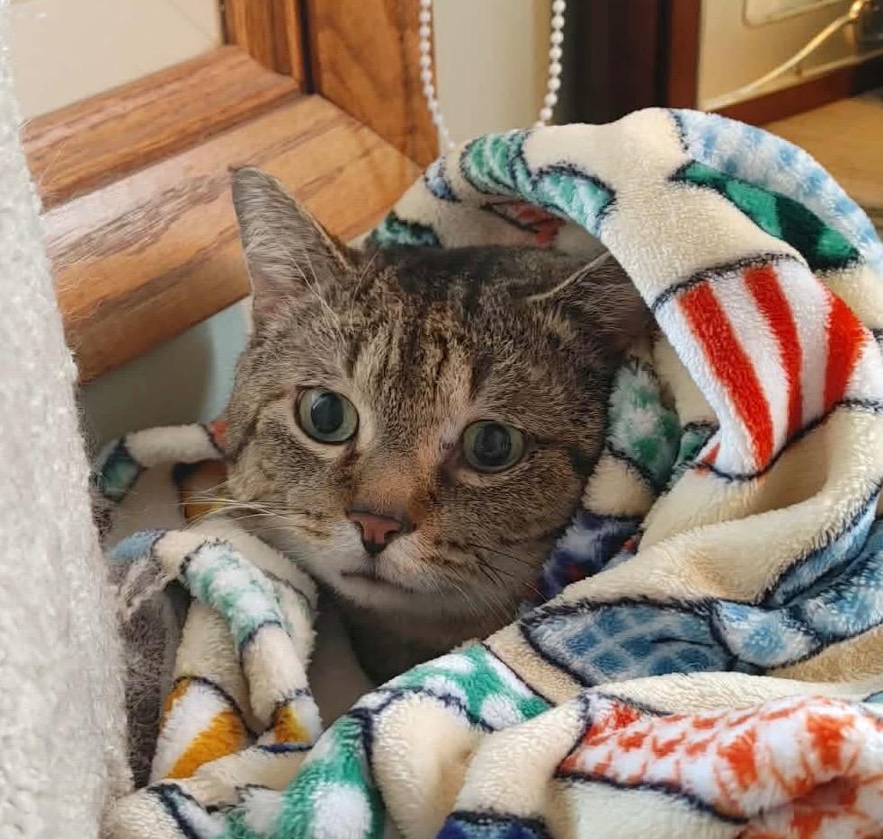 Enlarge Mufasa, a Adoptable mixed breed in Fond Du Lac, WI image 3/4