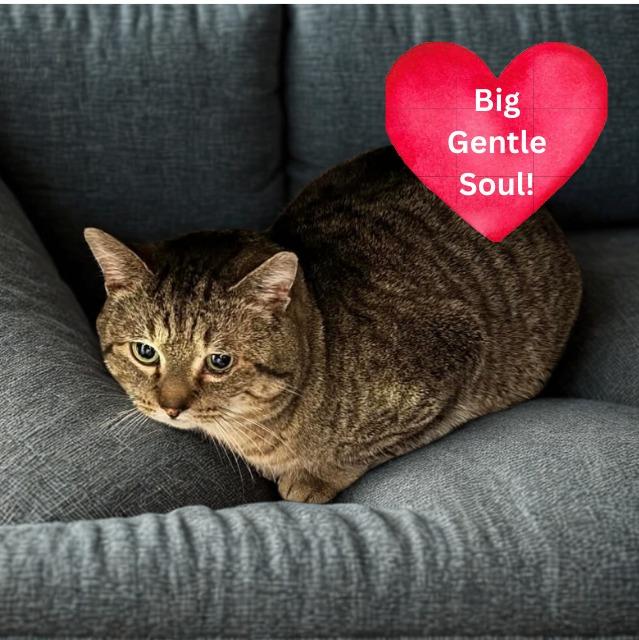 Enlarge Mufasa, a Adoptable mixed breed in Fond Du Lac, WI image 4/4