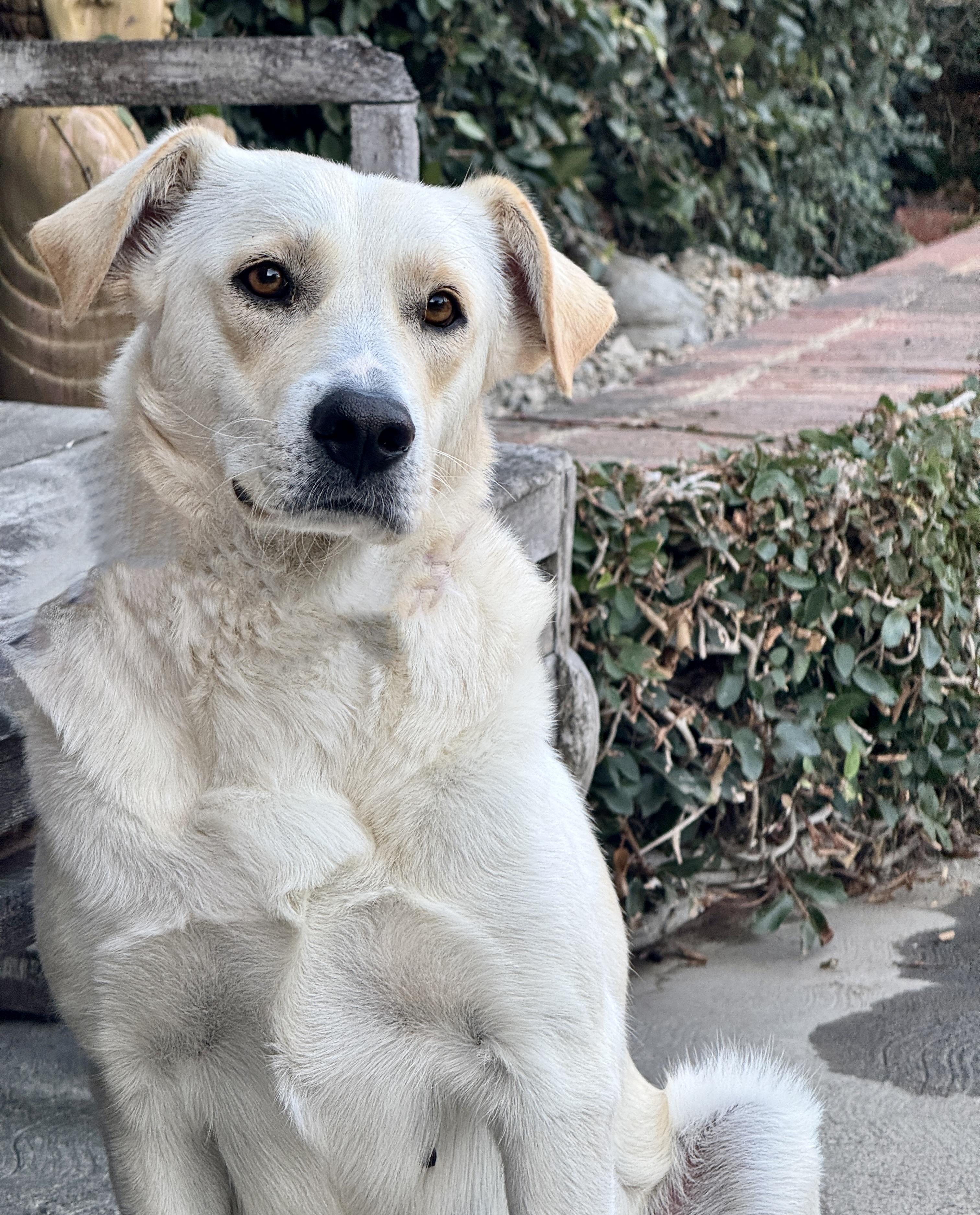 Enlarge Annie, a Adoptable mixed breed in Van Nuys, CA image 4/4