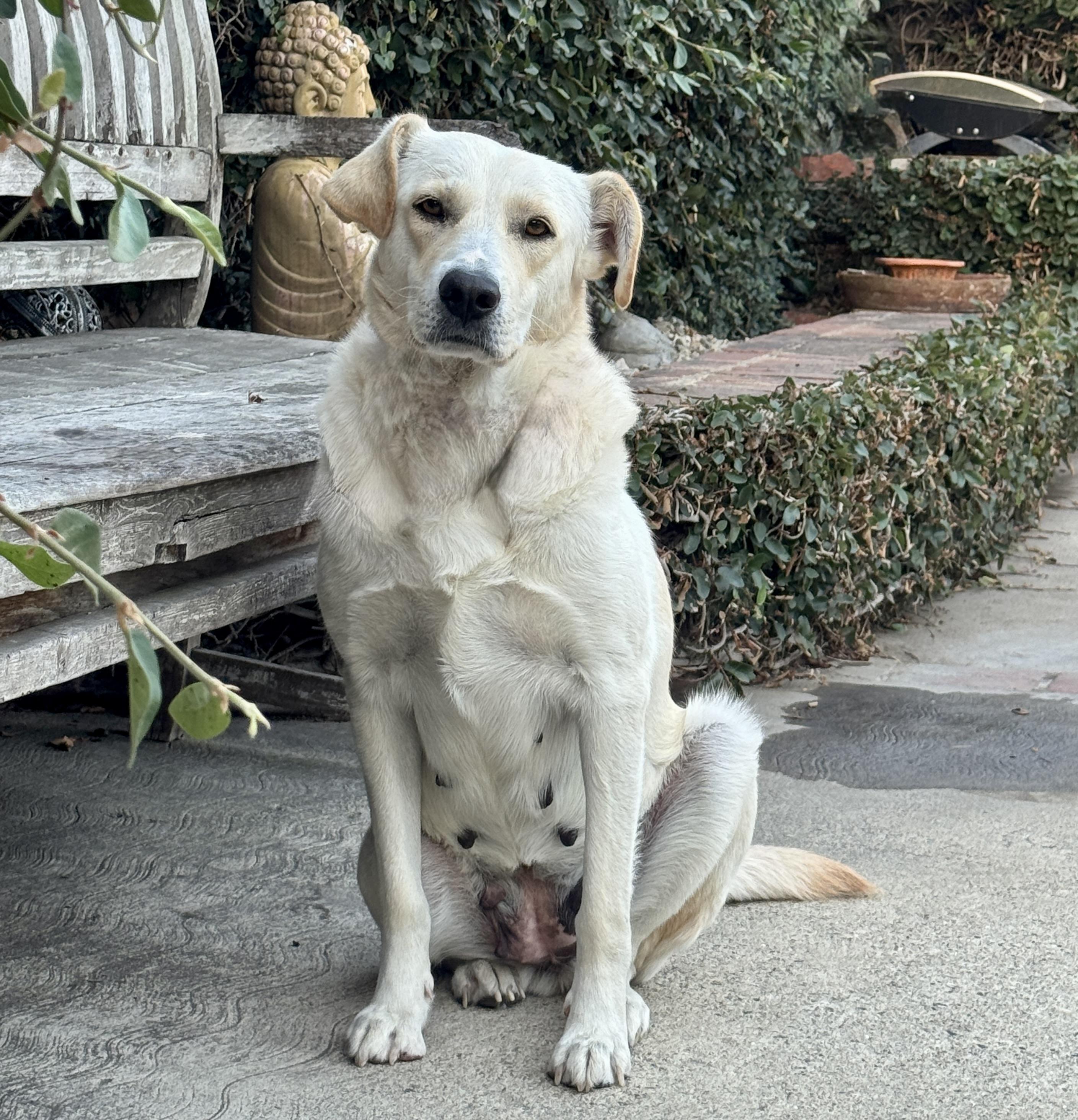 Enlarge Annie, a Adoptable mixed breed in Van Nuys, CA image 2/4