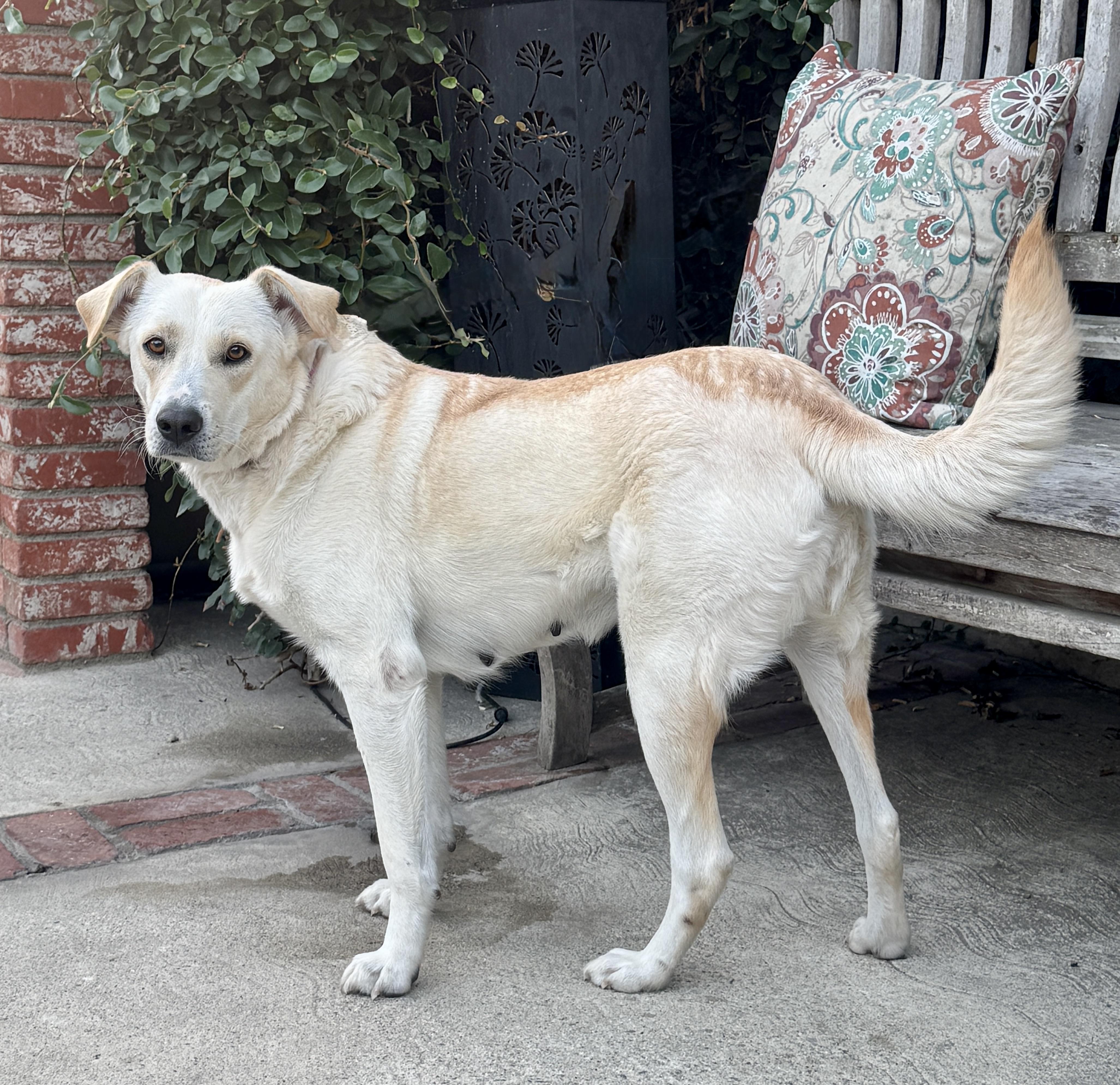 Enlarge Annie, a Adoptable mixed breed in Van Nuys, CA image 3/4