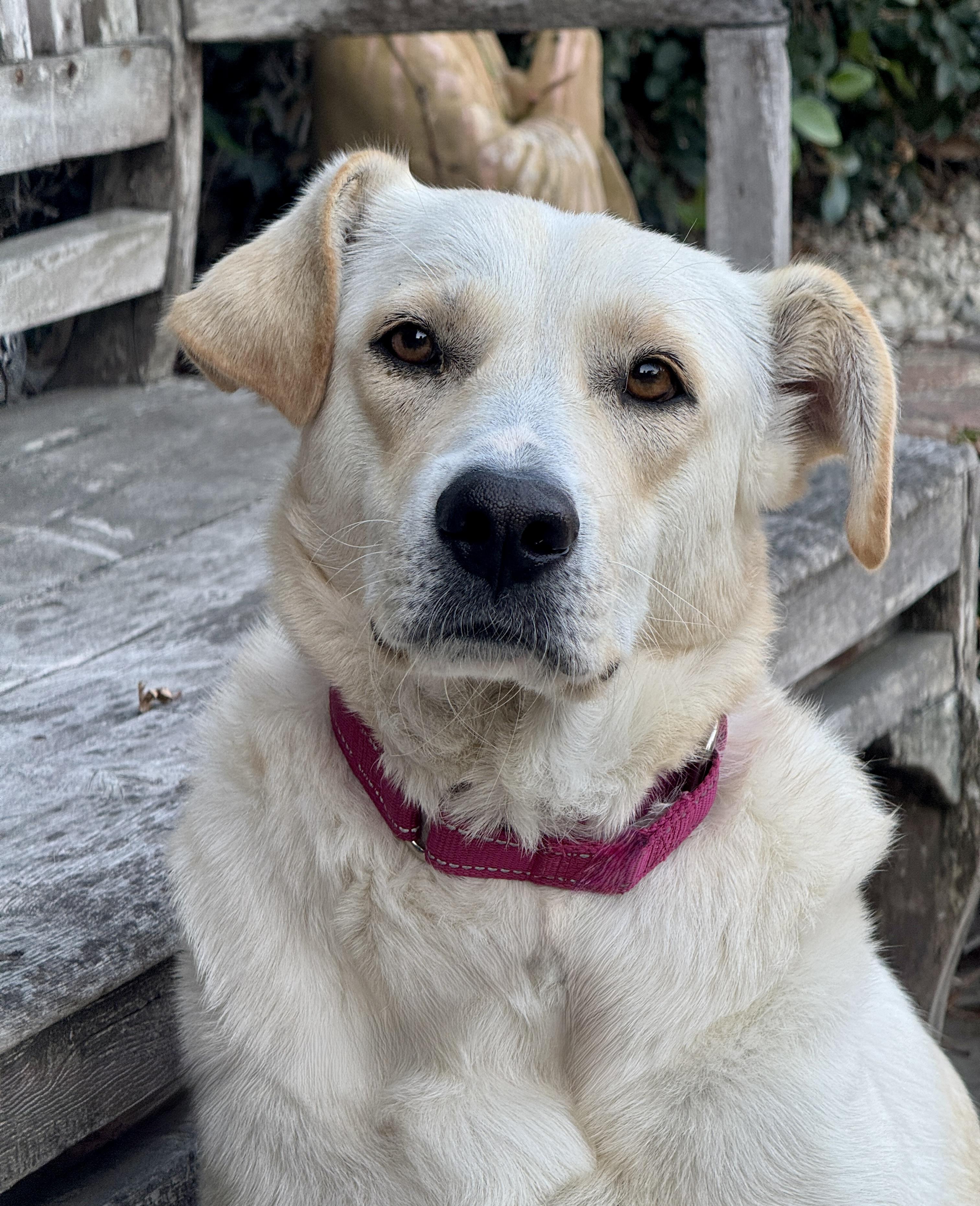 Annie, Adoptable, Young Female Labrador Retriever.