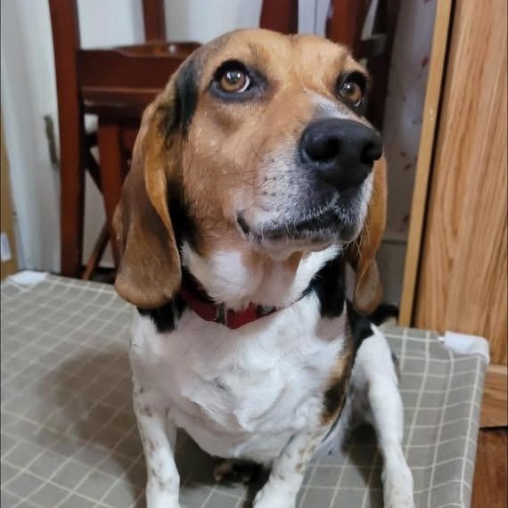 Enlarge Jessie, a Adoptable Beagle in Greensboro, NC image 4/4