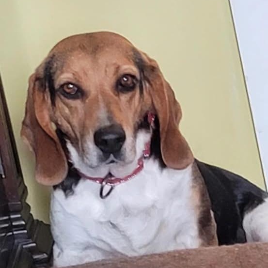 Enlarge Jessie, a Adoptable Beagle in Greensboro, NC image 3/4
