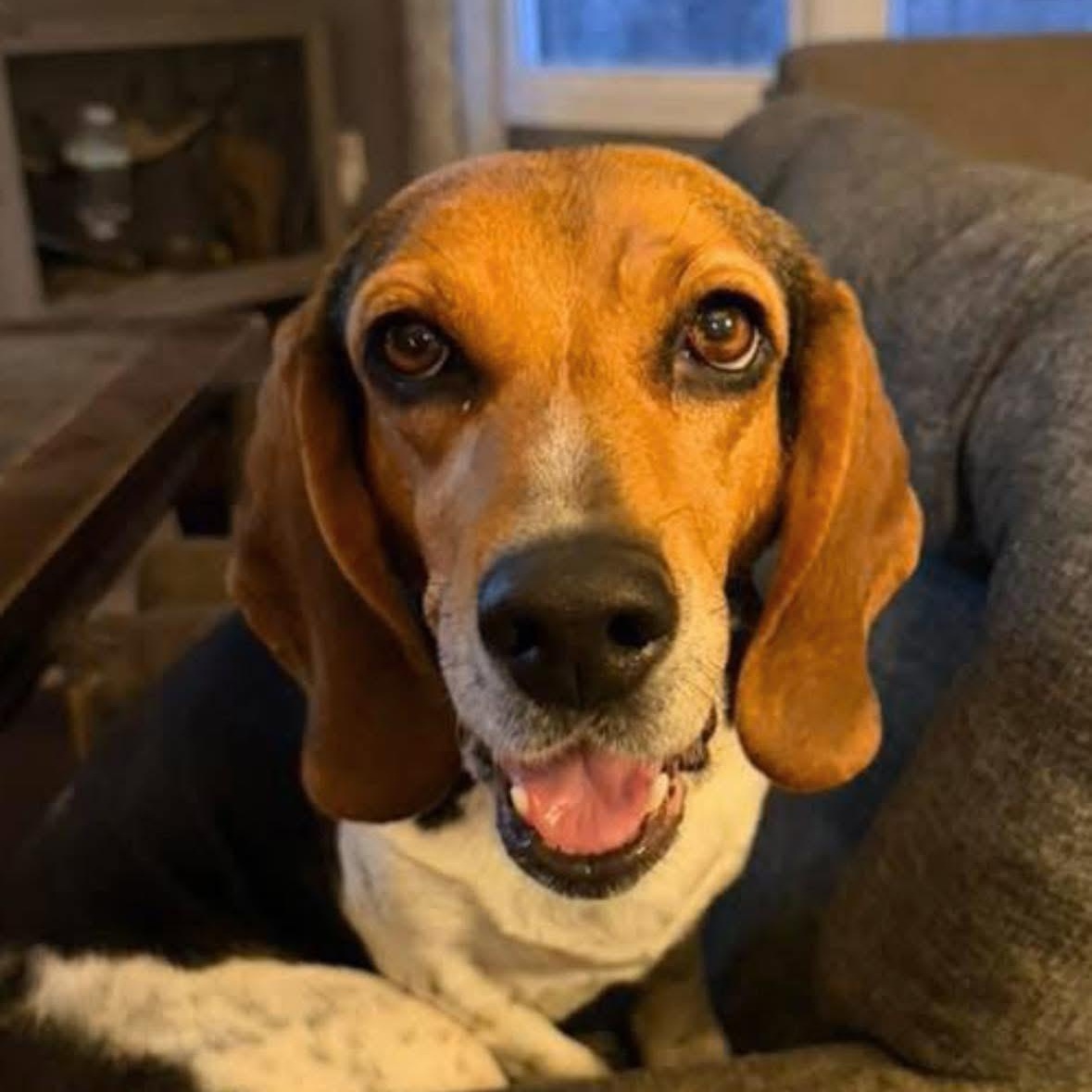 Jessie, Adoptable, Adult Female Beagle.
