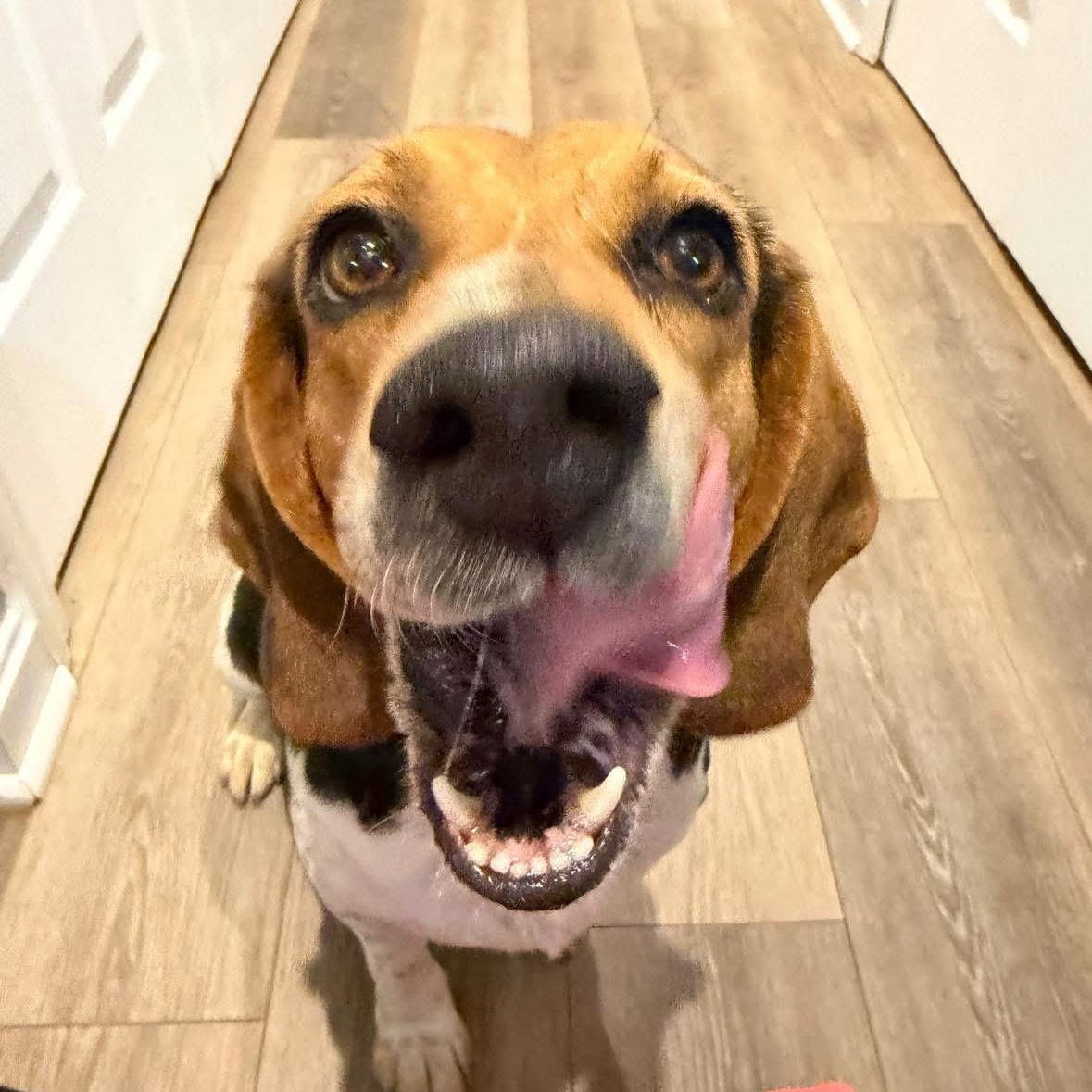 Enlarge Jessie, a Adoptable Beagle in Greensboro, NC image 2/4