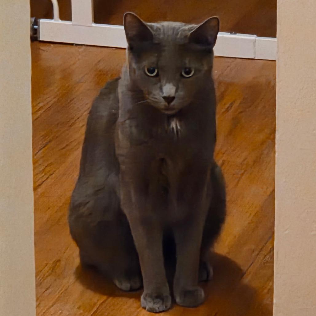 Enlarge Smokey, a Adoptable Domestic Short Hair in Boulder, CO image 2/3