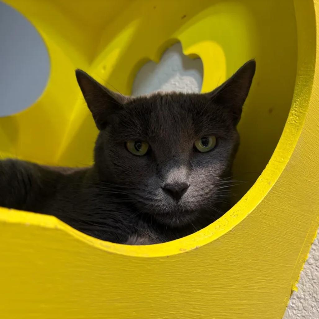 Enlarge Smokey, a Adoptable Domestic Short Hair in Boulder, CO image 3/3