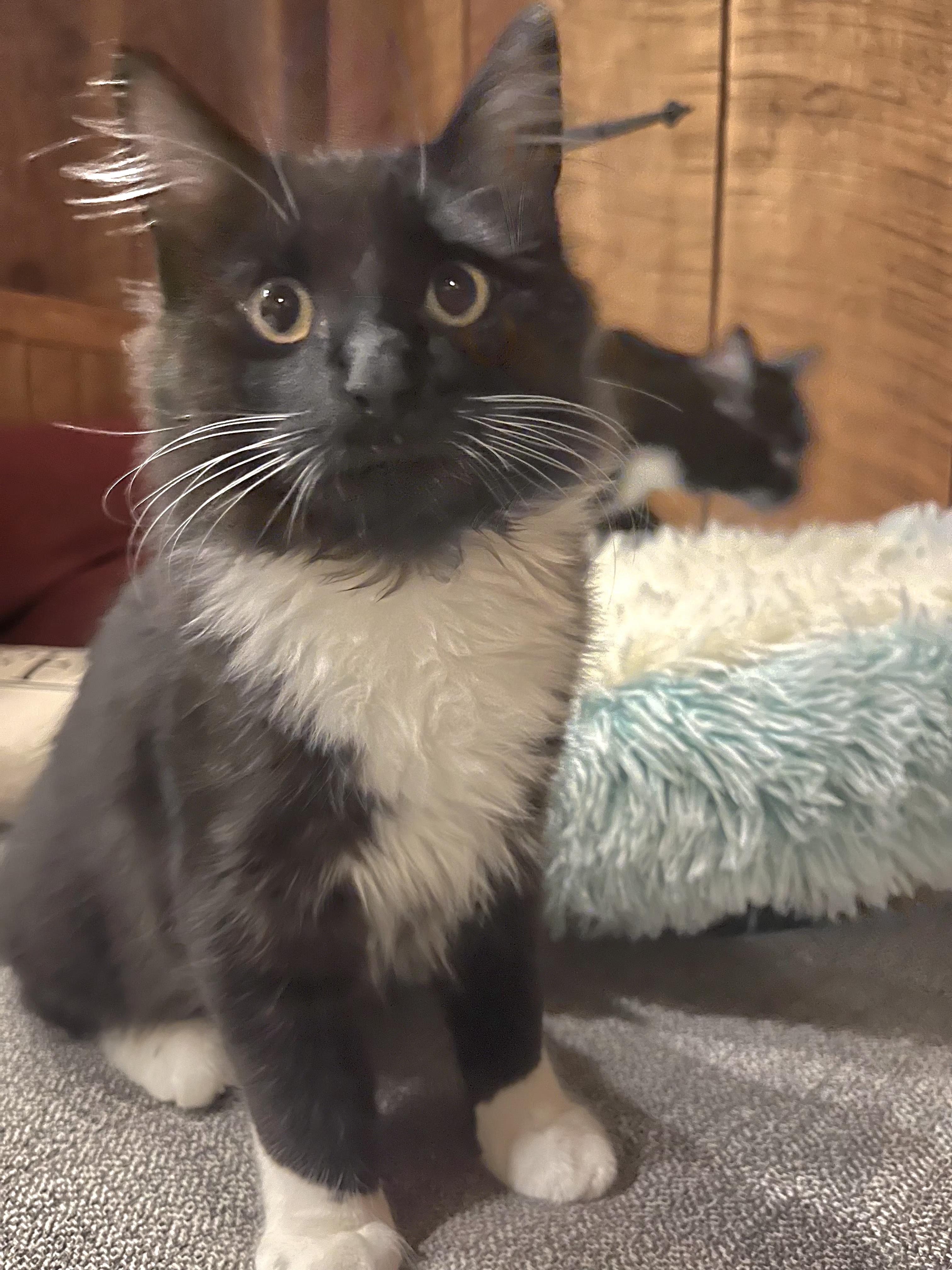 Enlarge Ghost, a Adoptable Domestic Medium Hair in Springfield, OR image 1/3