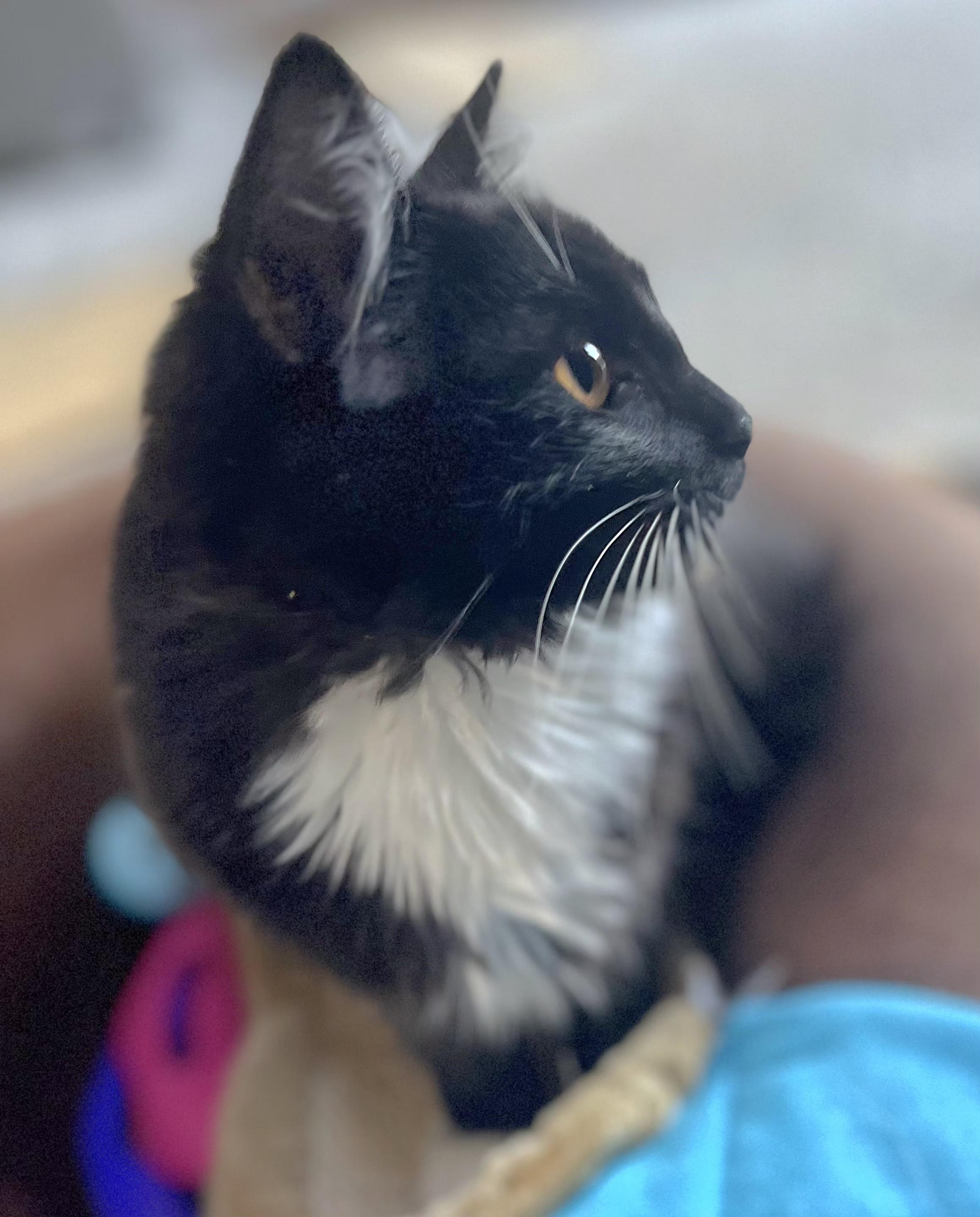 Enlarge Ghost, a Adoptable Domestic Medium Hair in Springfield, OR image 2/3