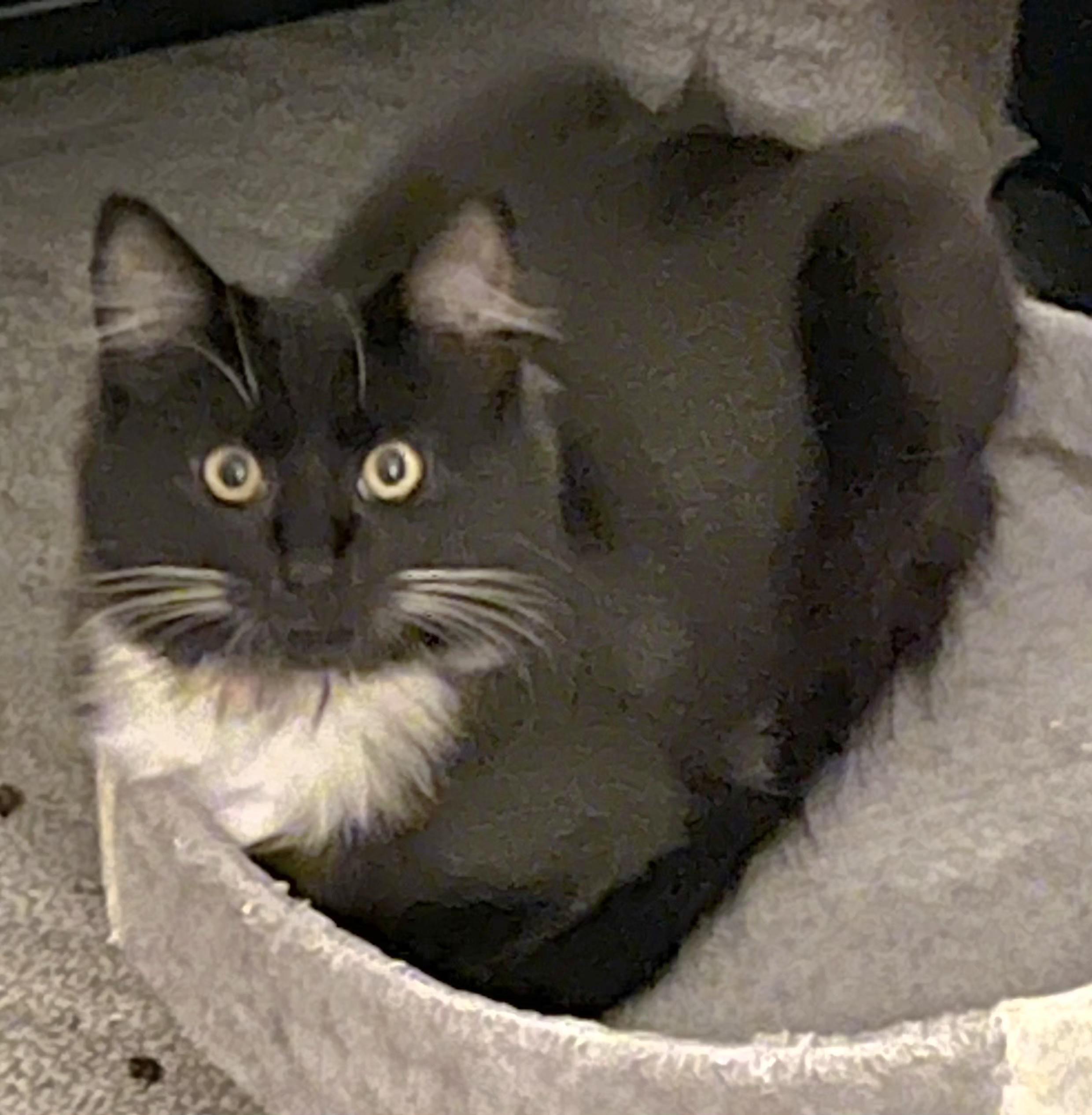 Enlarge Ghost, a Adoptable Domestic Medium Hair in Springfield, OR image 3/3