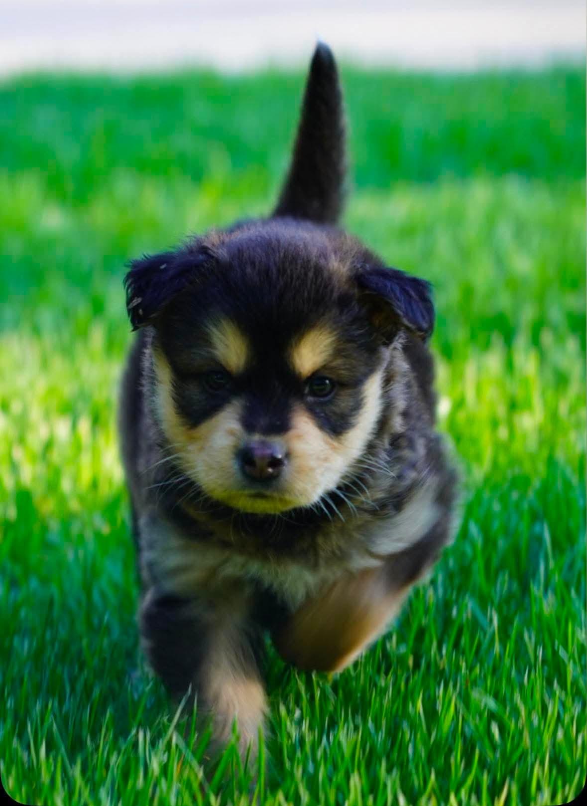 Ollie, an adopted mixed breed in Winnipeg, MB image 5/5