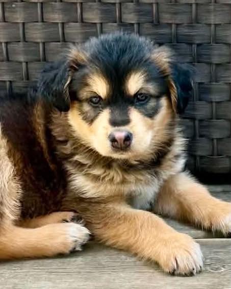 Ollie, an adopted mixed breed in Winnipeg, MB image 3/5