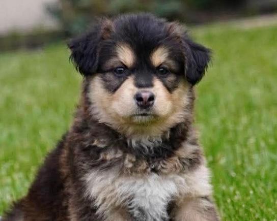 Ollie, an adopted mixed breed in Winnipeg, MB image 4/5