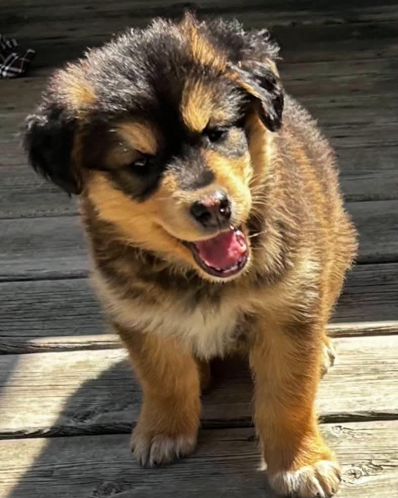 Ollie, an adopted mixed breed in Winnipeg, MB image 2/5