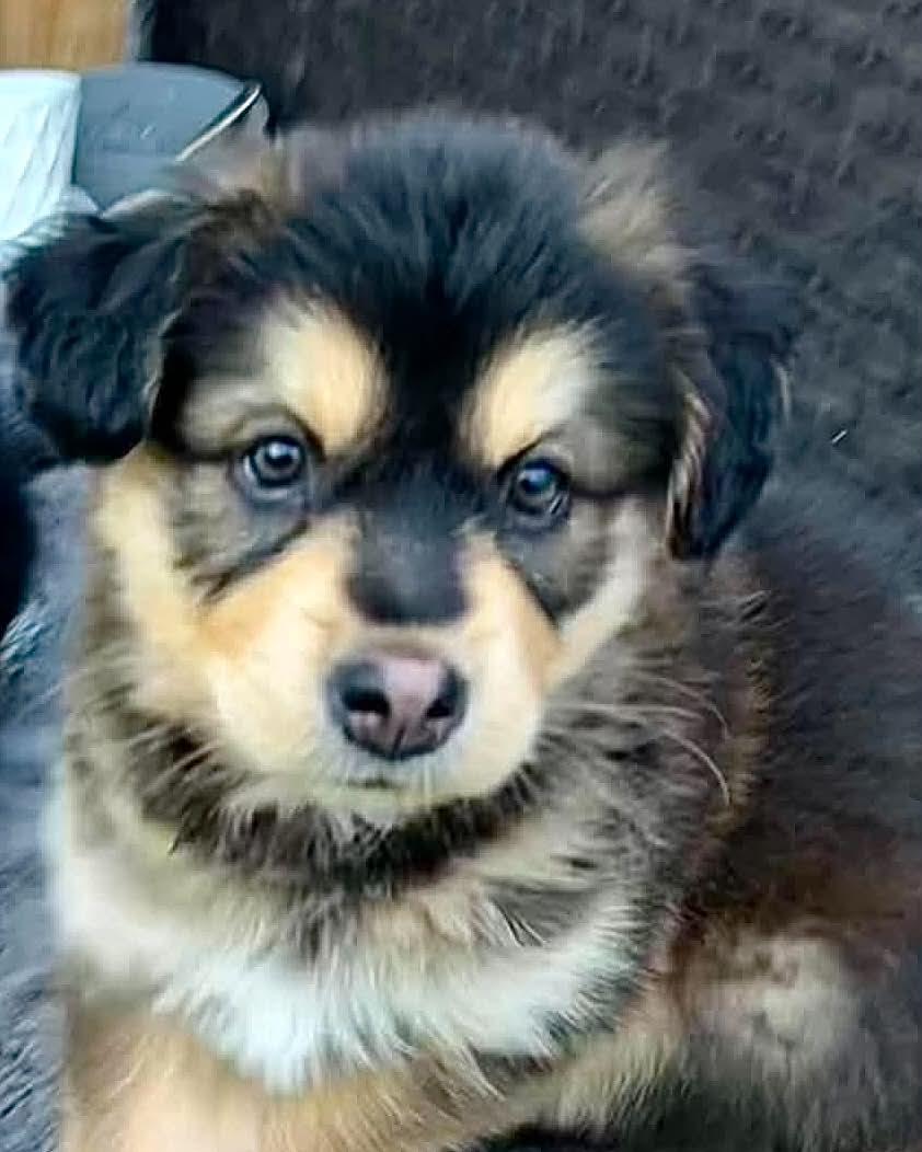 Ollie, adopted, Puppy Female Shepherd & Mixed Breed.