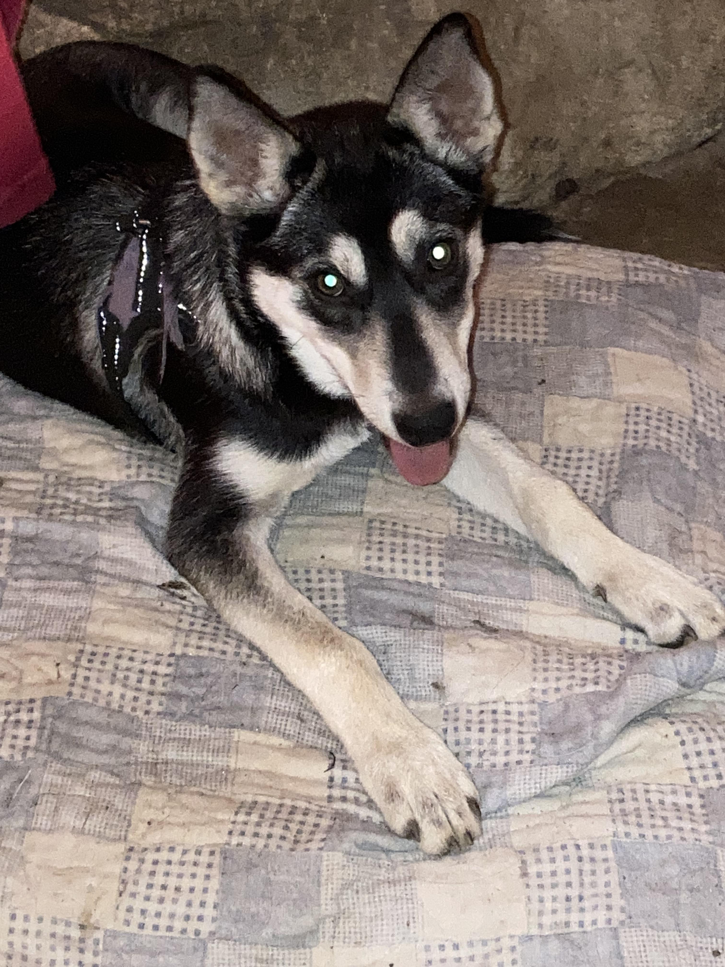 Enlarge LUNA, a Adopted Siberian Husky in Fayetteville, AR image 1/4