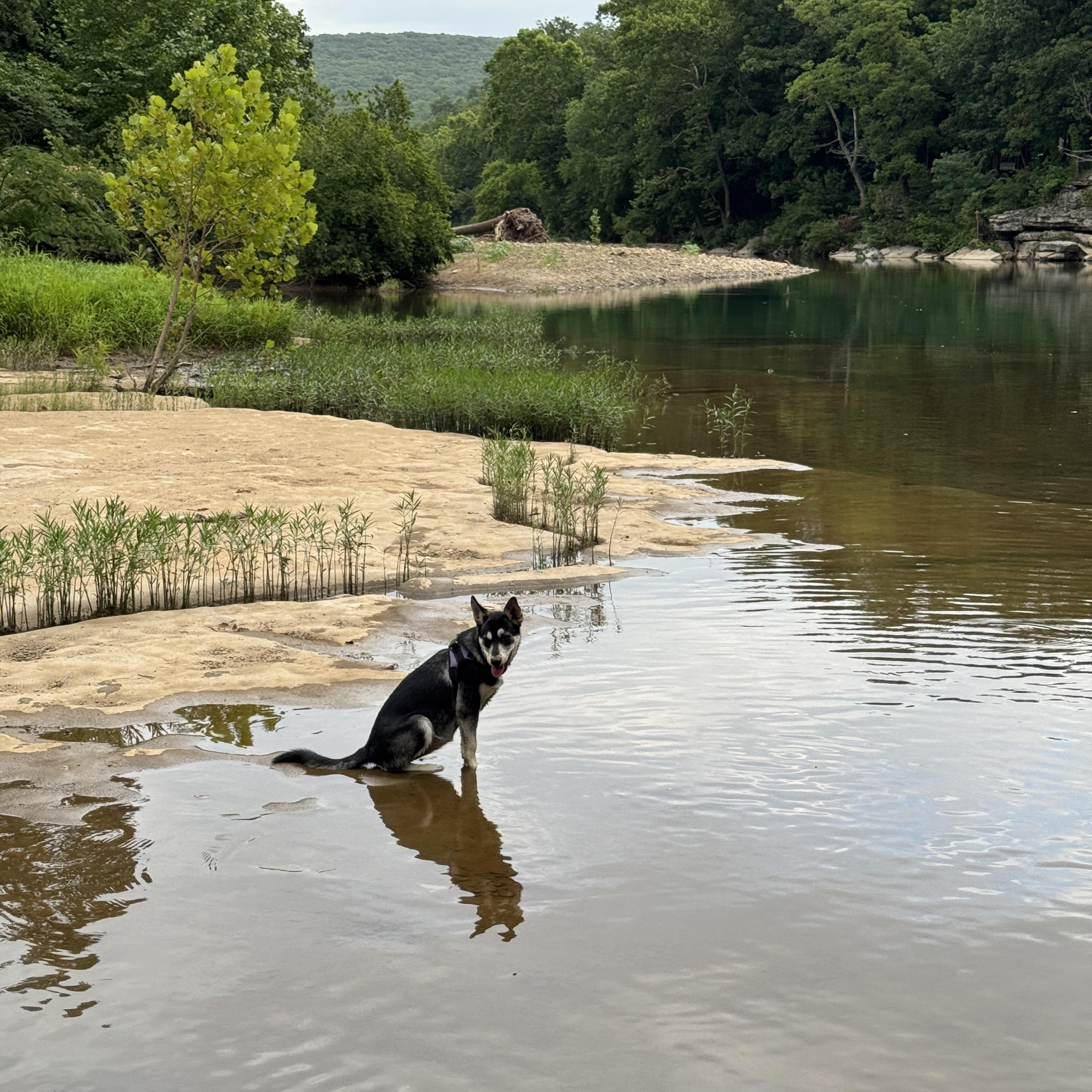 Enlarge LUNA, a Adopted Siberian Husky in Fayetteville, AR image 2/4