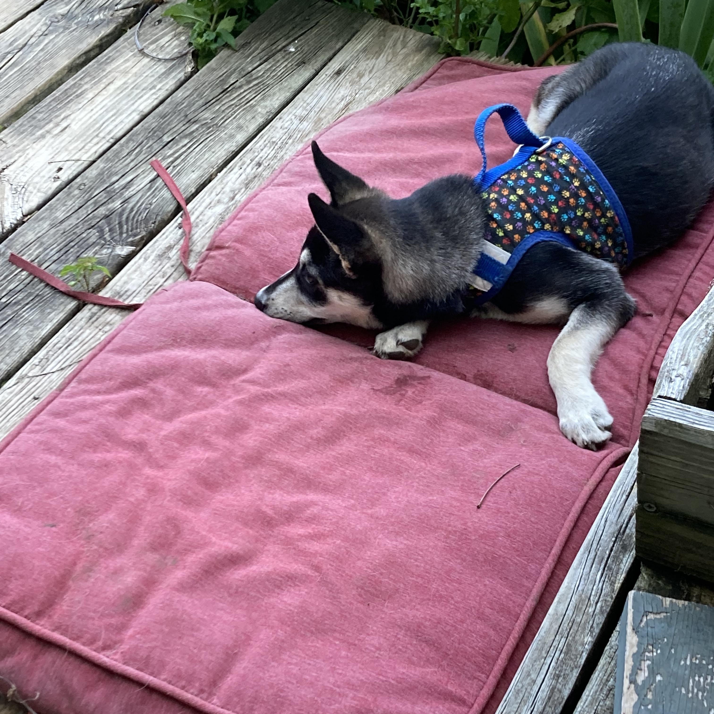 Enlarge LUNA, a Adopted Siberian Husky in Fayetteville, AR image 3/4