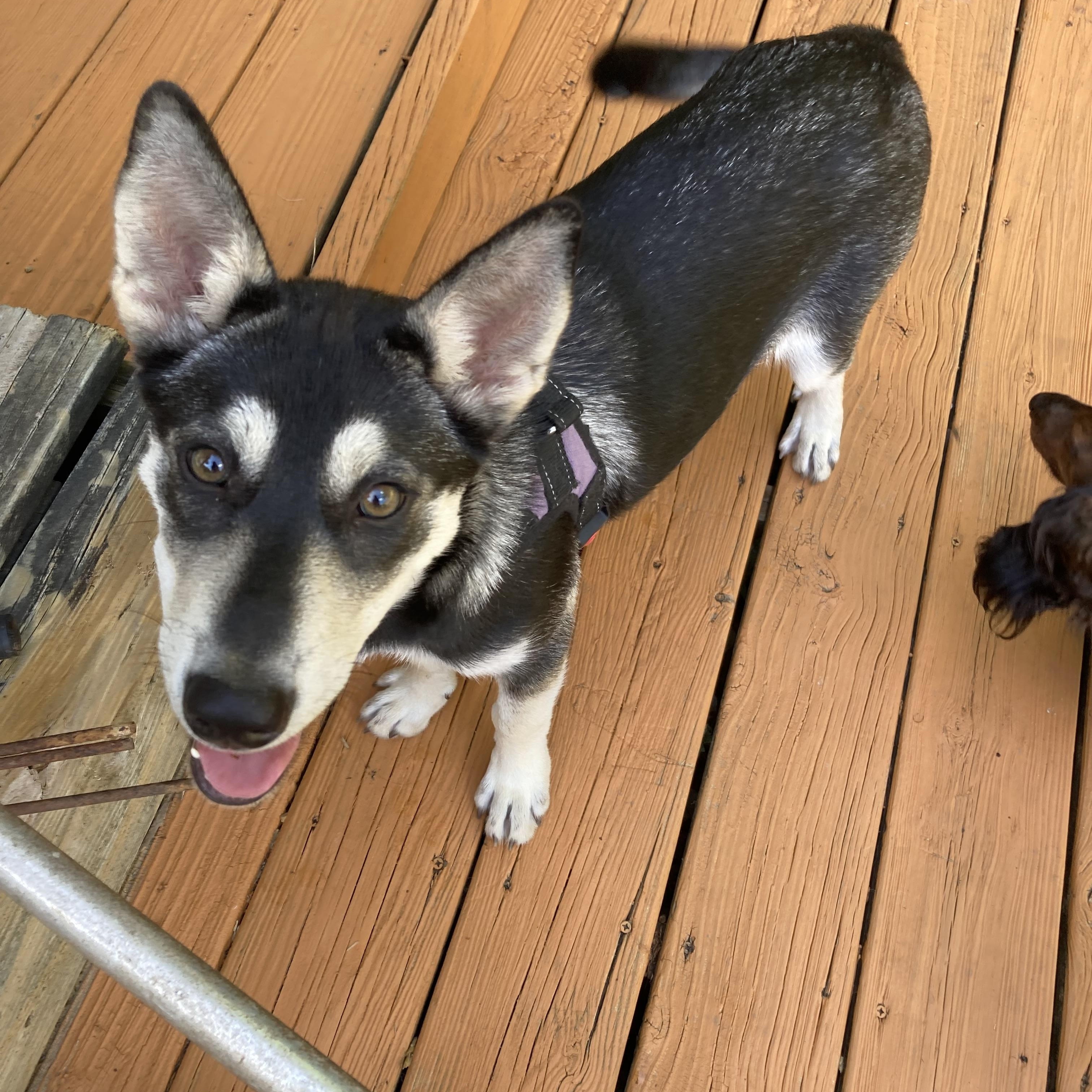Enlarge LUNA, a Adopted Siberian Husky in Fayetteville, AR image 4/4