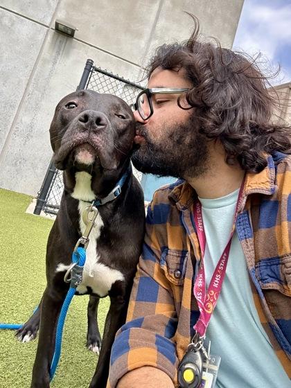 Grogu, Adoptable, Adult Male Mixed Breed & Mixed Breed.