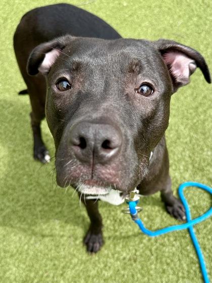 Grogu, a Adoptable mixed breed in Wichita, KS image 2/3