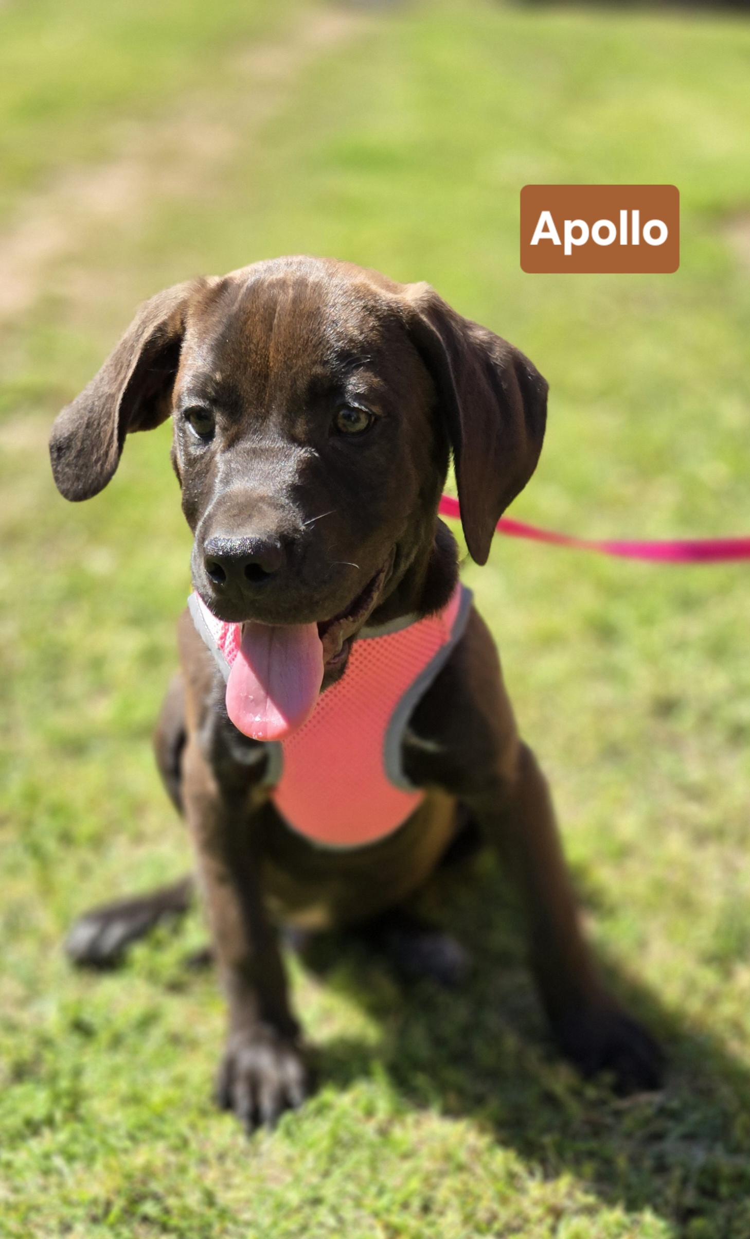 APOLLO 425, adopted, Young Male Labrador Retriever.