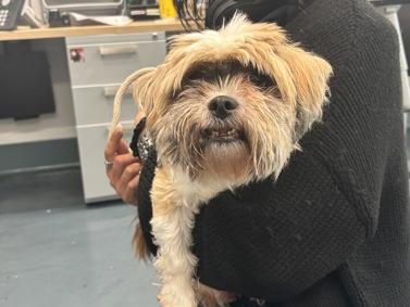 Lillistar Adoption Pending, Adoptable, Senior Female Lhasa Apso.